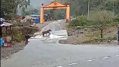 WATCH: Lucky to be alive? Man, tiger scare off each other just outside Corbett National Park