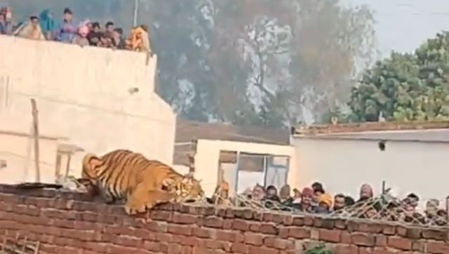 Tiger Crowd WATCH | Crowd Puller: Tiger basking in the sun atop a gurudwara wall in ...
