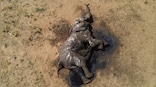 Drought claims lives of over 100 elephants in Zimbabwe's largest Hwange National Park