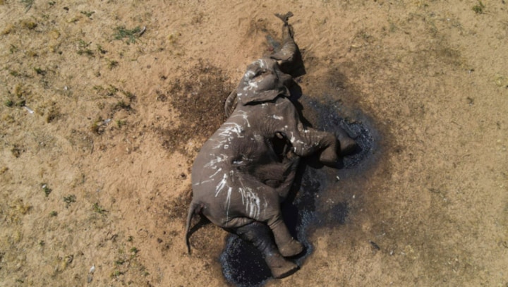 Drought claims lives of over 100 elephants in Zimbabwe's largest Hwange National Park