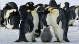The penguin that sleeps 11 hours a day, for just 4 seconds at a time