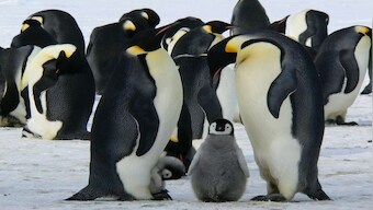 The penguin that sleeps 11 hours a day, for just 4 seconds at a time