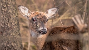 After COVID, is 'zombie deer disease' the new pandemic humans should be wary about?