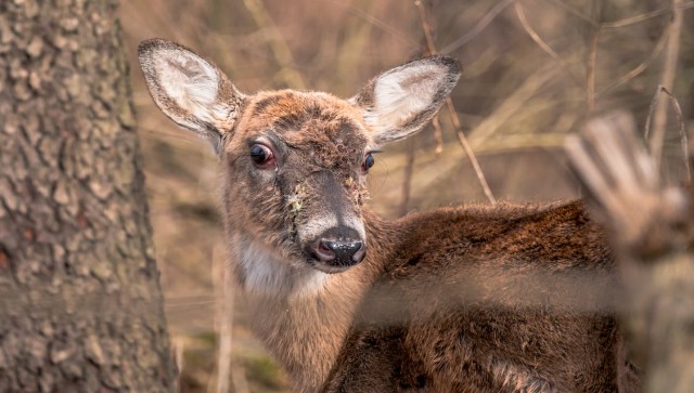 After COVID, is 'zombie deer disease' the new pandemic humans should be wary about? After COVID, is 'zombie deer disease' the new pandemic humans should be wary about?