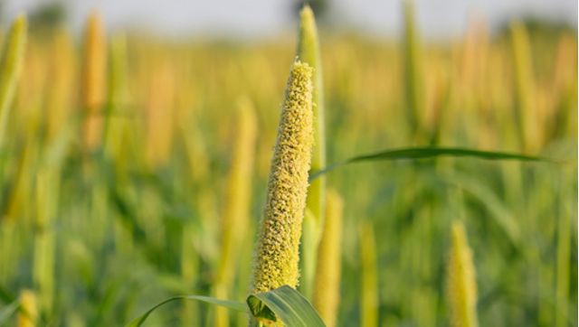 Millets Resurge: Embracing Healthier Choices Millets Resurge: Embracing Healthier Choices