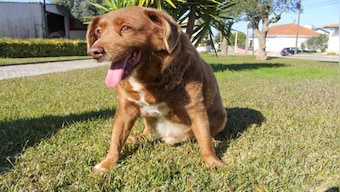 Dogged by Controversy: Why Portuguese pooch Bobi lost the title of 'world's oldest dog'