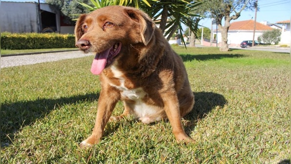 Dogged by Controversy: Why Portuguese pooch Bobi lost the title of 'world's oldest dog'