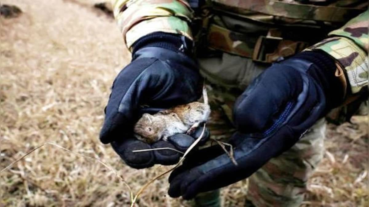 How rats and mice have become a nightmare in the Ukraine war