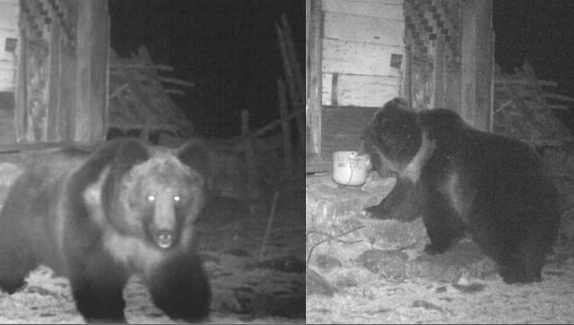 Rare Tibetan brown bear sighted in Sikkim, pics shared on social media Rare Tibetan brown bear sighted in Sikkim, pics shared on social media