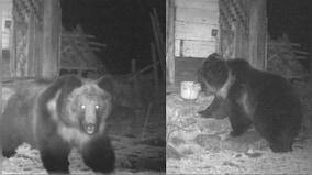 Rare Tibetan brown bear sighted in Sikkim, pics shared on social media