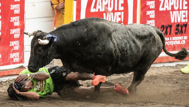 Bullfighting returns to Mexico City: Why it was banned and what is its contribution to economy? Bullfighting returns to Mexico City: Why it was banned and what is its contribution to economy?