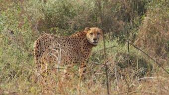 Namibian Cheetah Shaurya dies at MP’s Kuno National Park, 10th death so far