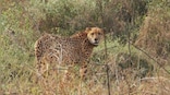 Namibian Cheetah Shaurya dies at MP’s Kuno National Park, 10th death so far