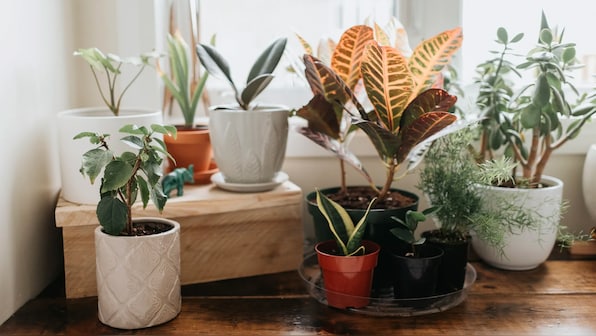 Careless Whispers: Scientists discover that plants can 'talk' to each other using smells