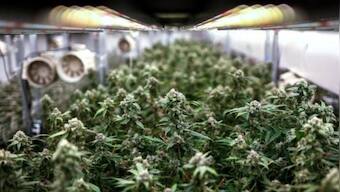 Thailand seeks public opinion on draft to end recreational cannabis use