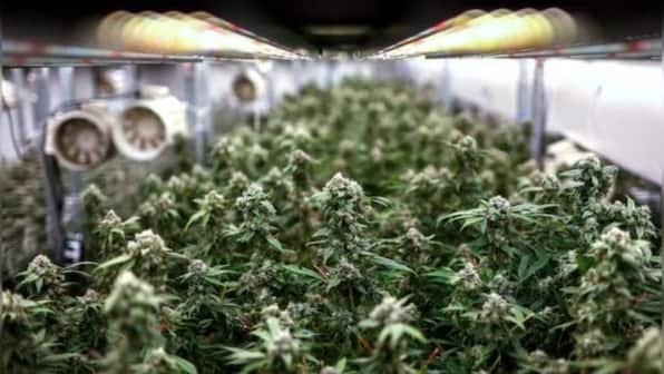 Thailand seeks public opinion on draft to end recreational cannabis use