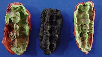 Prehistoric ‘chewing gum’ sheds light on stone age teenagers’ diet and disease