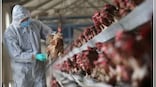 China reports death of woman from combined H3N2, H10N5 strains of bird flu