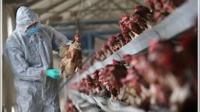 China reports death of woman from combined H3N2, H10N5 strains of bird flu