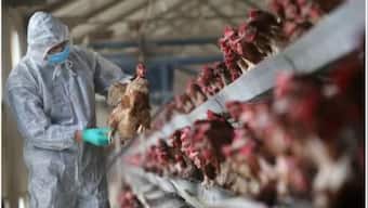 China reports death of woman from combined H3N2, H10N5 strains of bird flu