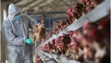 China reports death of woman from combined H3N2, H10N5 strains of bird flu