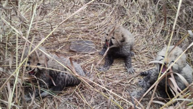 WATCH: Translocated Namibian cheetah 'Aasha' gives birth to 3 cubs at Madhya Pradesh's Kuno National Park WATCH: Translocated Namibian cheetah 'Aasha' gives birth to 3 cubs at Madhya Pradesh's Kuno National Park