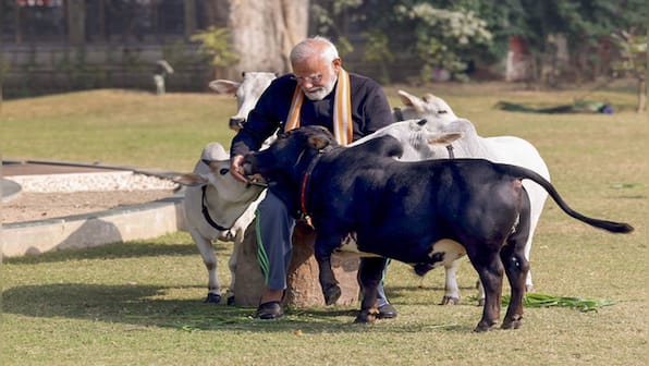 PM Modi feeds Punganur cows on Makar Sankranti: Why this breed is special