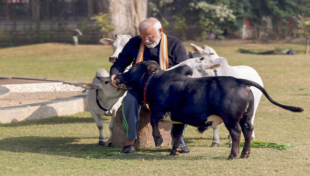 Modi Cow PM Modi feeds Punganur cows on Makar Sankranti: Why this breed is ...