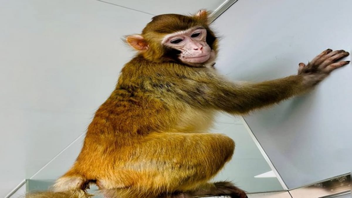 Scientists clone first healthy rhesus monkey. Why is this significant?