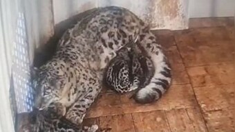 First scientific exercise finds 718 snow leopards in India, 477 alone in Ladakh