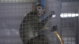 Proposal for $400 million facility to breed monkeys in southwest Georgia sparks opposition