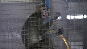 Proposal for $400 million facility to breed monkeys in southwest Georgia sparks opposition
