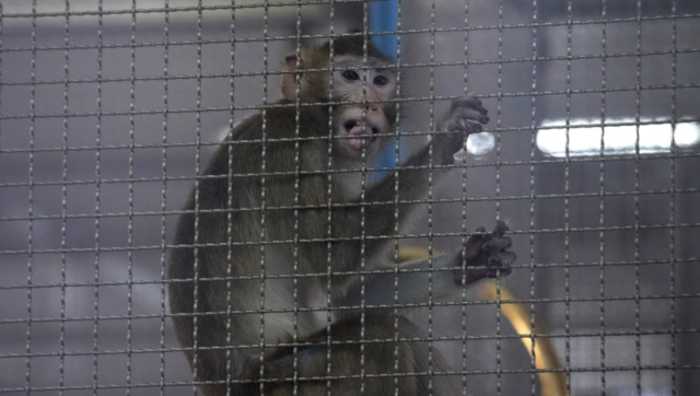 Proposal for $400 million facility to breed monkeys in southwest Georgia sparks opposition Proposal for $400 million facility to breed monkeys in southwest Georgia sparks opposition