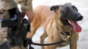 Why Belgian Malinois dog breed is a favourite of special forces around the world
