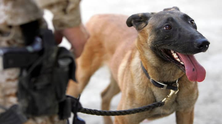 Why Belgian Malinois dog breed is a favourite of special forces around the world