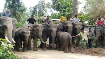 Bangladesh was once one of the major homes for Asian elephants. File image/Reuters 