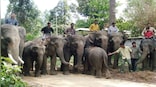 Explained: Why Bangladesh court halted adoption of endangered wild elephants