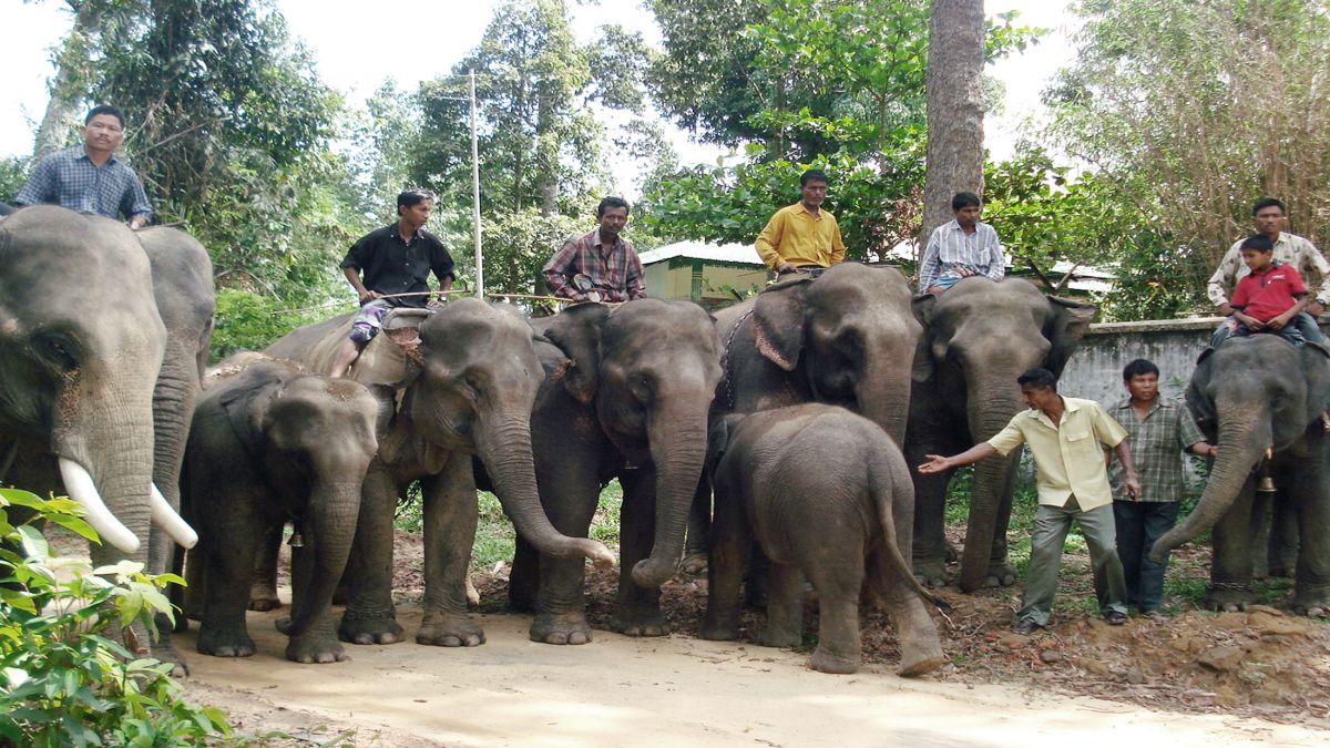 Explained: Why Bangladesh court halted adoption of endangered wild elephants Explained: Why Bangladesh court halted adoption of endangered wild elephants
