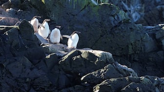 Adelie penguins stand together as scientists investigate the impact of climate change on Antarctica's penguin colonies, on the eastern side of the Antarctic peninsula, Antarctica. Reuters