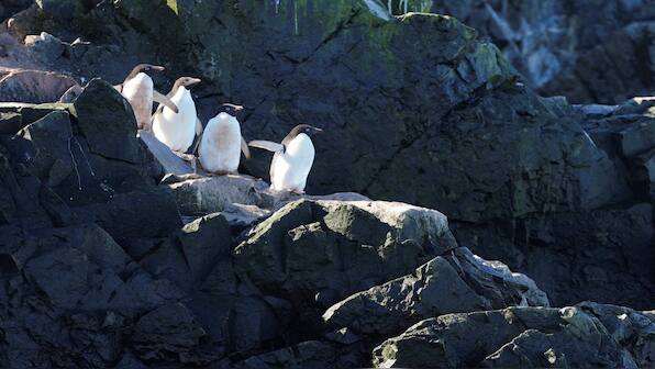 Are penguins at risk after deadly bird flu hits Antarctica for first time?