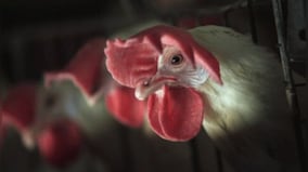 Cuba charges 30 people for stealing 133 tonnes of chicken