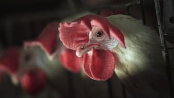 Cuba charges 30 people for stealing 133 tonnes of chicken