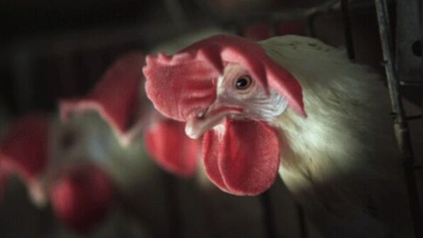 Cuba charges 30 people for stealing 133 tonnes of chicken