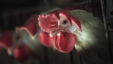 Cuba charges 30 people for stealing 133 tonnes of chicken