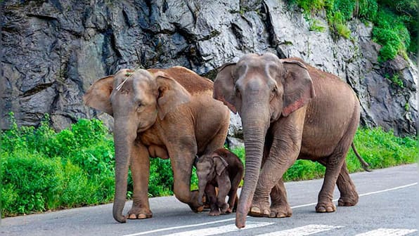 Vantage | Why is Sri Lanka losing its elephants?