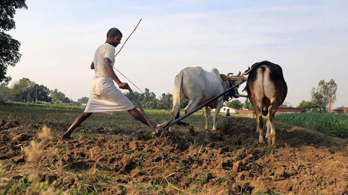 From hybrid seeds to farmer empowerment, Union Budget 2025 can reshape agriculture