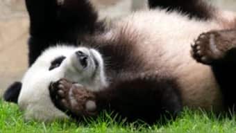 (File) Giant panda Xiao Qi Ji plays at his enclosure at the Smithsonian National Zoo in Washington, on 28 September, 2023. AP
