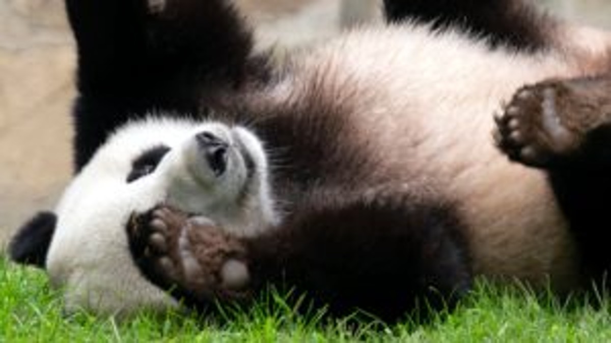 (File) Giant panda Xiao Qi Ji plays at his enclosure at the Smithsonian National Zoo in Washington, on 28 September, 2023. AP (File) Giant panda Xiao Qi Ji plays at his enclosure at the Smithsonian National Zoo in Washington, on 28 September, 2023. AP