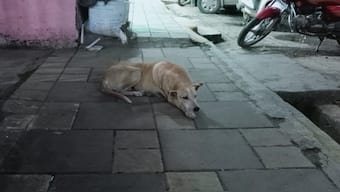 They don’t call dogs a man’s best friend for nothing. Let’s not make us and them enemies. Image: Wikimedia Commons