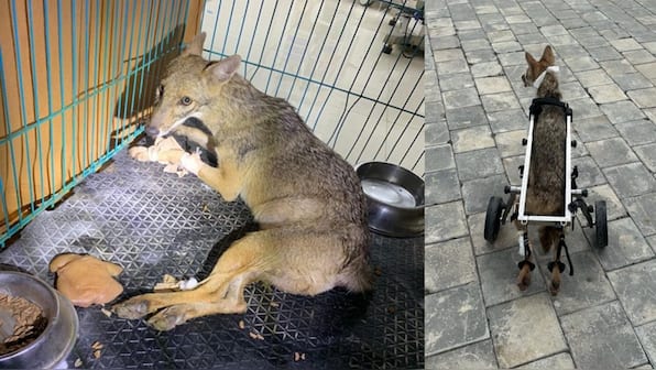 How Anant Ambani's Vantara gave a new life to a severely injured wild jackal